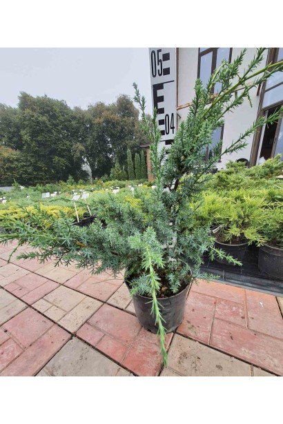 Ялівець китайський Блю Альпс - 5л-вис.45-60см/Ø40-50см